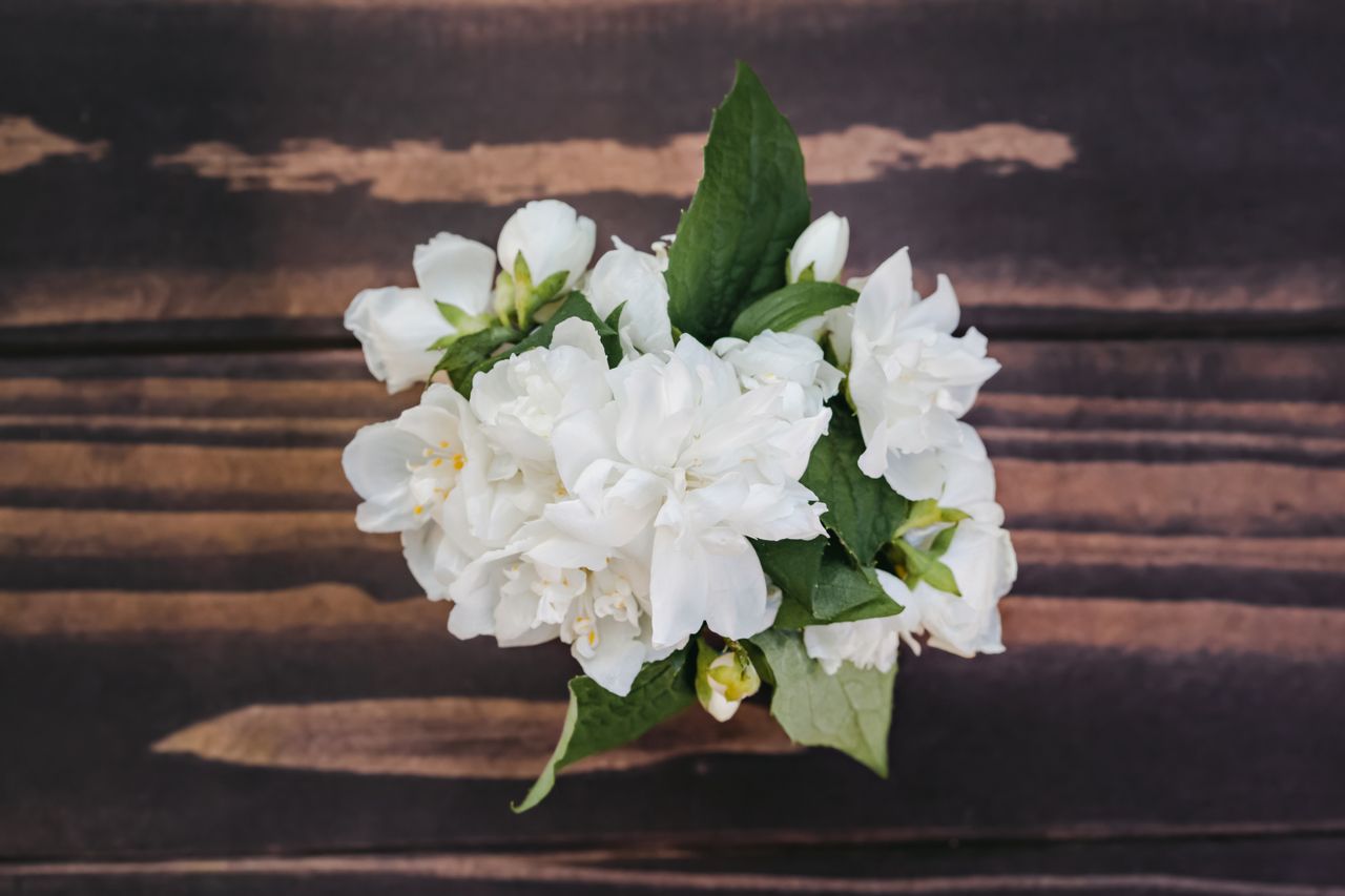 Night Jasmine scented candle